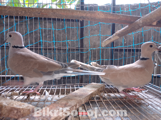 এক জোড়া অস্ট্রেলিয়ান ঘুঘু বিক্রি করা হবে